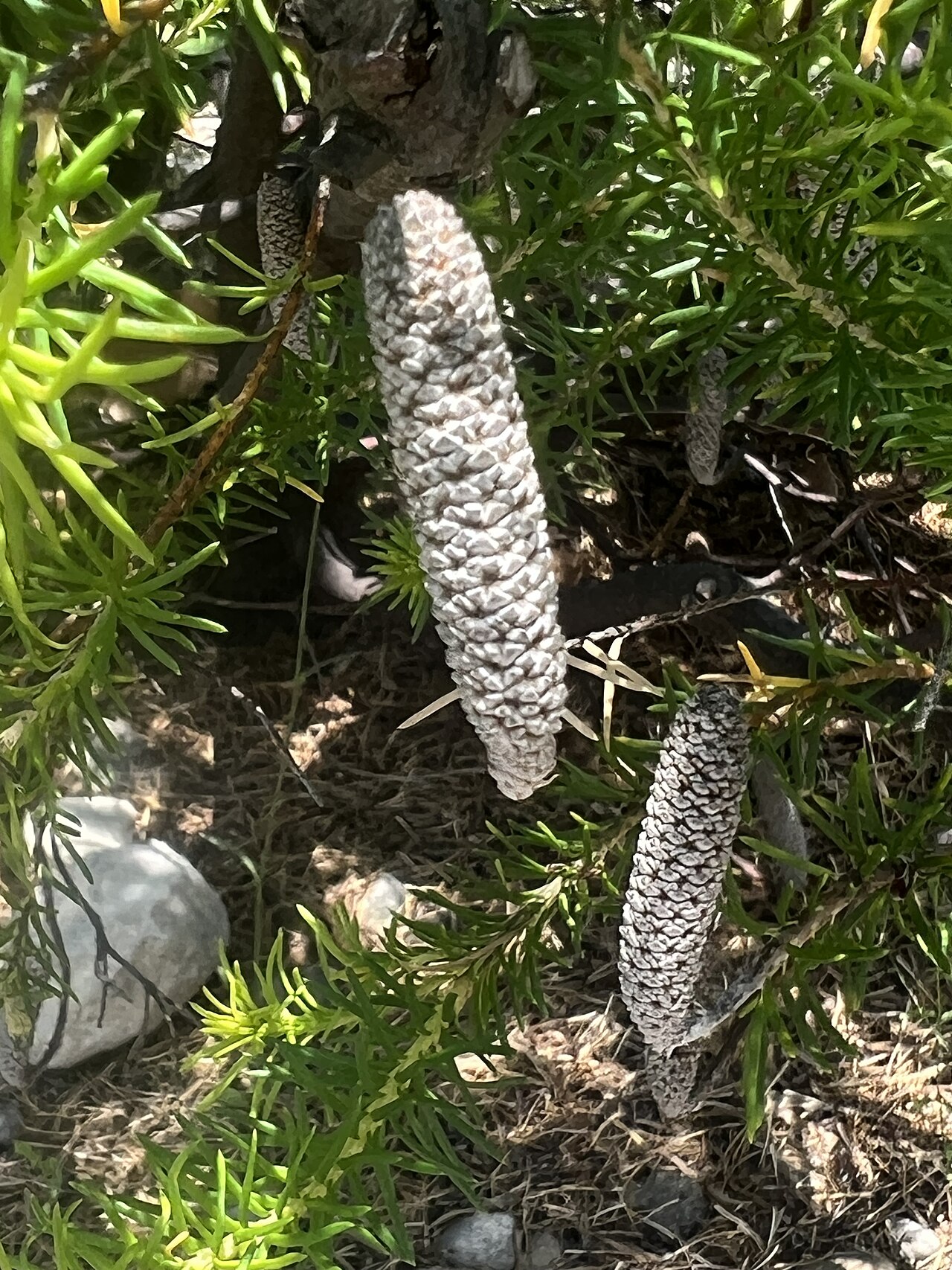 Banksia laricina: Banksia laricina cultivated plant growing in the Australian National Botanic Gardens