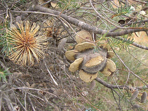 Banksia laricina: Rose Banksia (Banksia laricina). Species of plant.