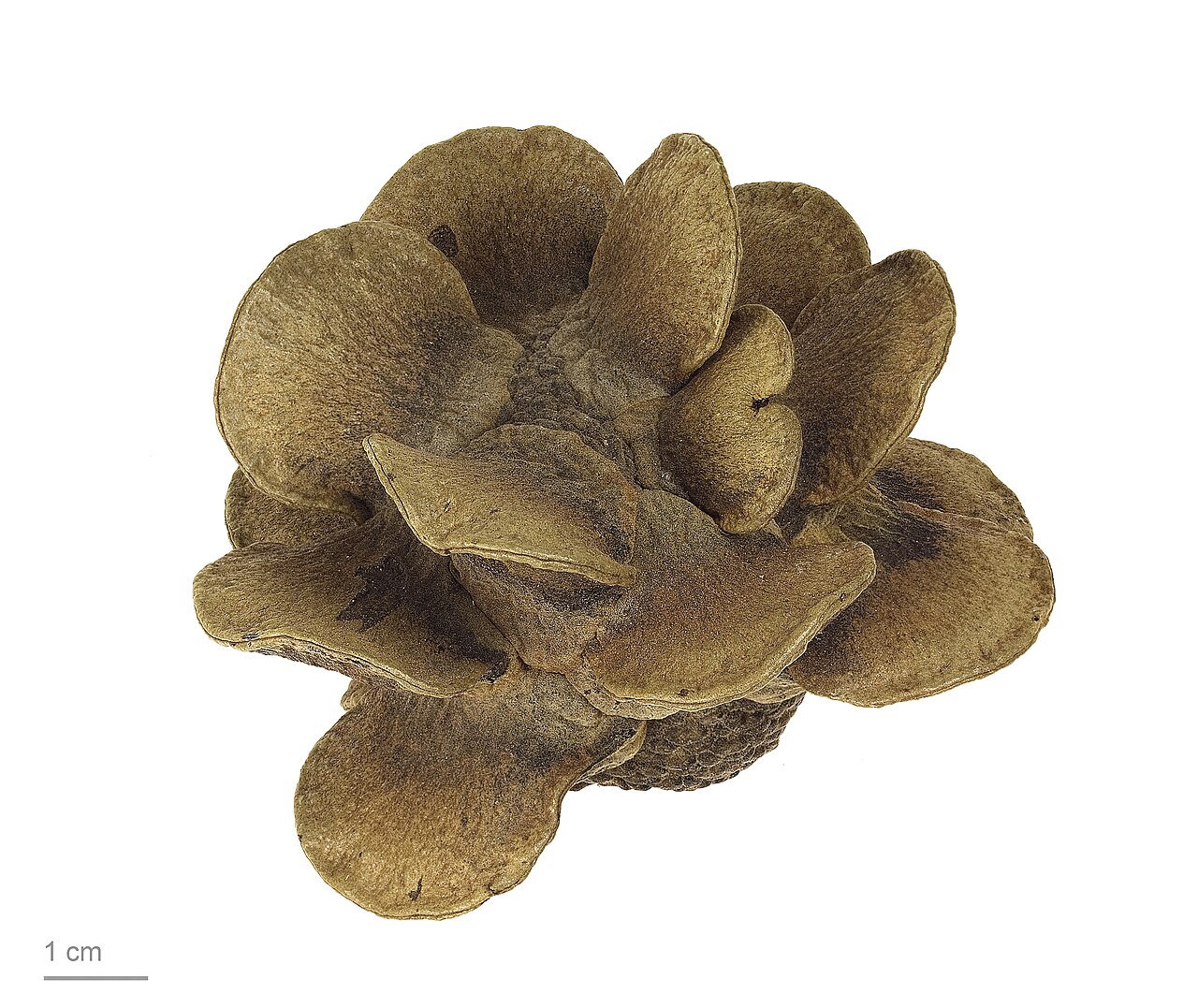 Banksia laricina: Rose-Fruited Banksia , fruits and seeds