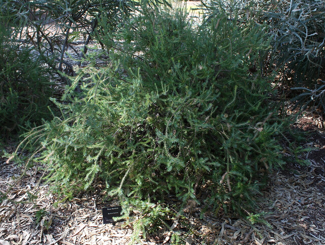 Banksia laricina: Banksia laricina , in cultivation, Kings Park, Perth, Western Australia