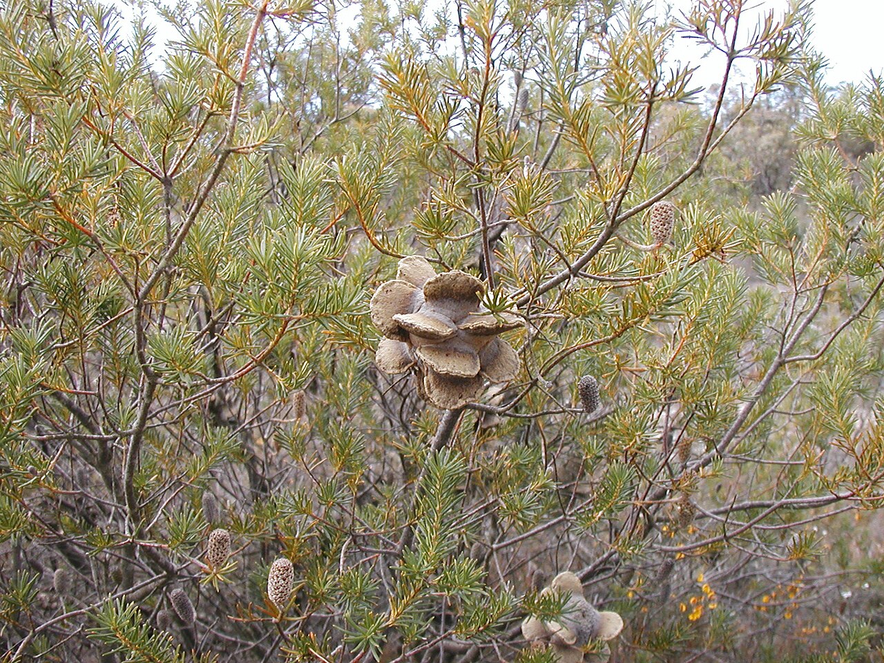 Banksia laricina: Banksia laricina with wavy follicles, cultivated at Cranbourne Annex Royal Botanic Gardens outside Melbourne
