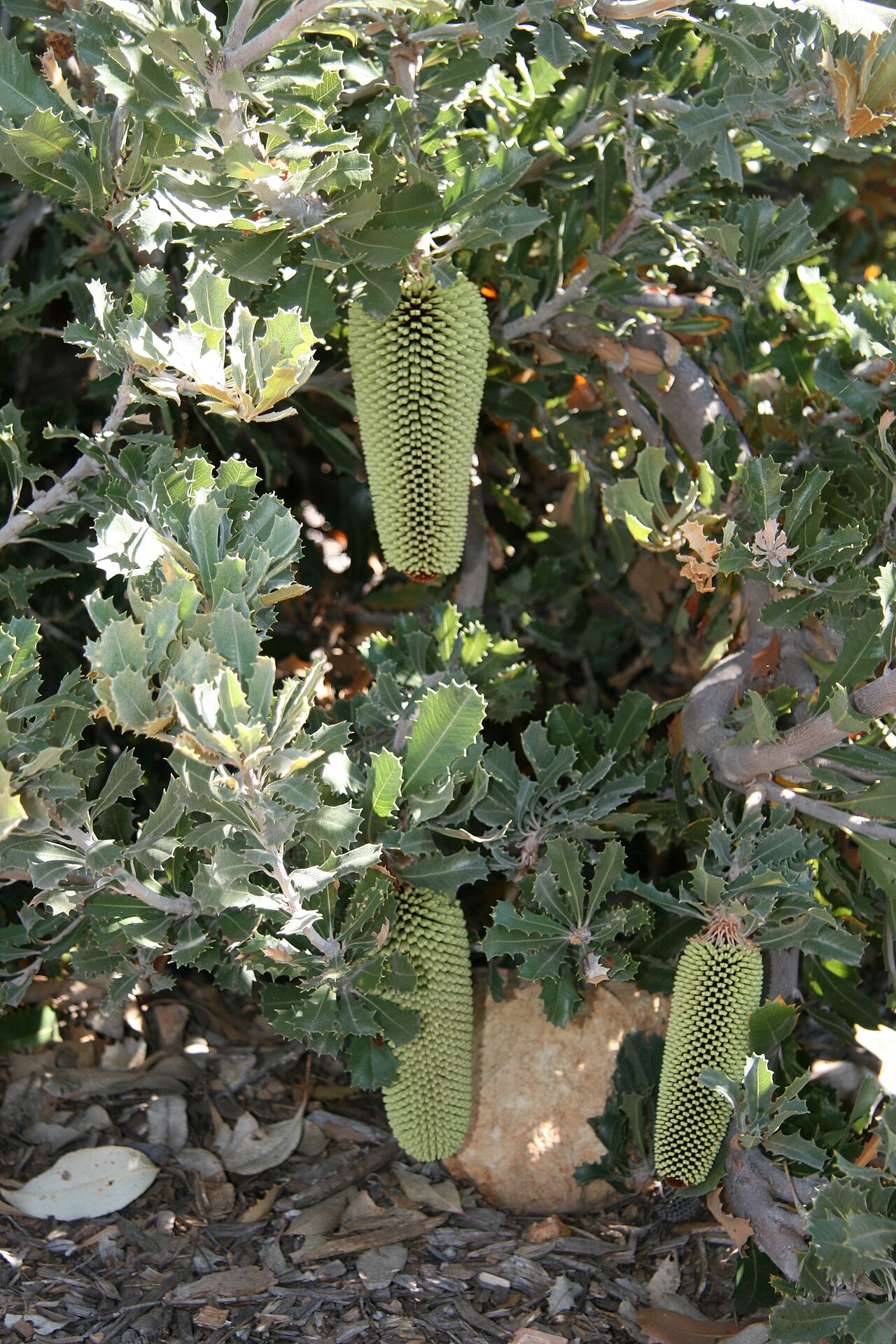 Banksia lemanniana: Banksia lemanniana, Burrendong Arboretum