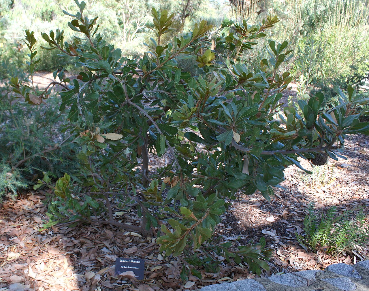 Banksia lemanniana: Banksia lemanniana , in cultivation, Kings Park, Perth, Western Australia
