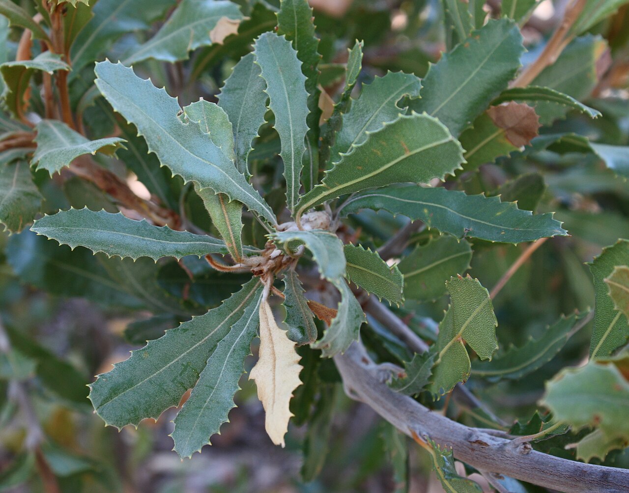 Banksia lemanniana: Foliage of Banksia lemanniana , in cultivation, Kings Park, Perth, Western Australia