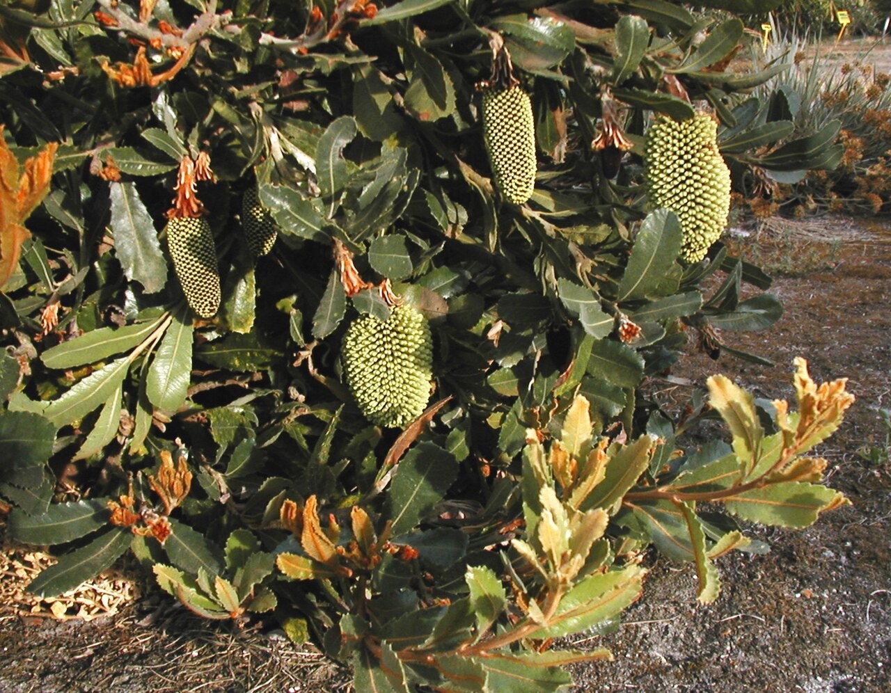 Banksia lemanniana: Banksia lemanniana in late bud, cultivated Banksia Farm, Mt Barker WA, December 2004