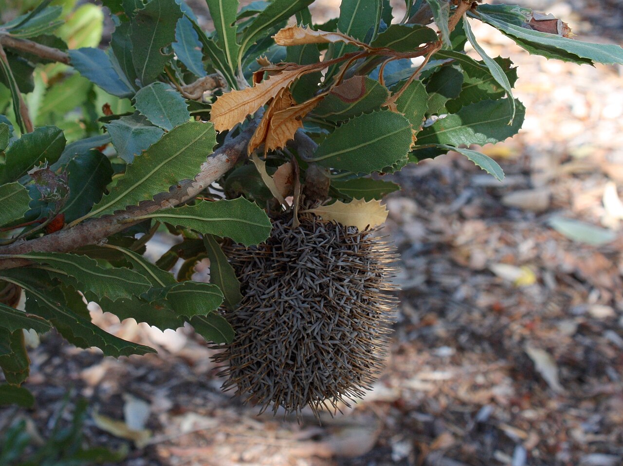 Banksia lemanniana: Old inflorescence and foliage of Banksia lemanniana , in cultivation, Kings Park, Perth, Western Australia