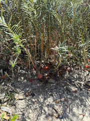 Banksia lepidorhiza (Banksia lepidorhiza)