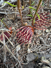 Banksia lepidorhiza (Banksia lepidorhiza)
