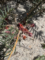 Banksia lepidorhiza (Banksia lepidorhiza)