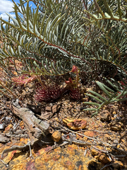 Banksia lepidorhiza (Banksia lepidorhiza)