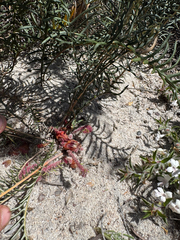 Banksia lepidorhiza (Banksia lepidorhiza)