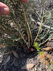 Banksia lepidorhiza (Banksia lepidorhiza)