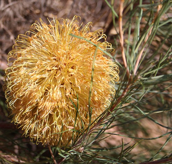 Banksia leptophylla: Banksia leptophylla var. leptophylla , Burma Rd