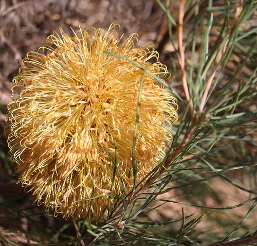 Banksia leptophylla: Banksia leptophylla var. leptophylla , Burma Rd