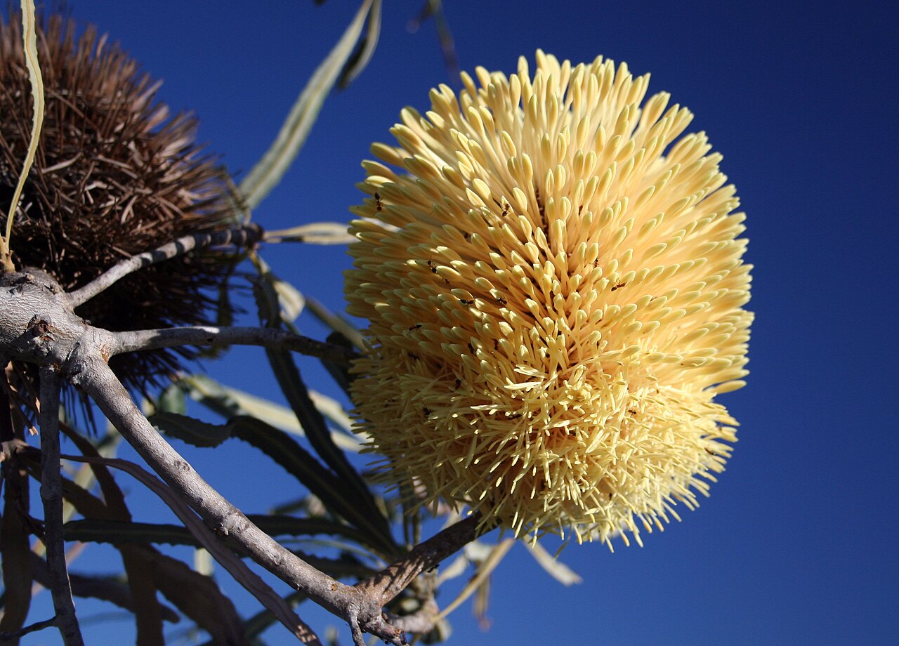 Banksia lindleyana: Banksia lindleyana inflorescence. About 1/4 flowers have opened (anthesis). Ants, known pollinators of banksias, trawl through the flowers