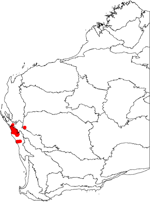 Banksia lindleyana: This is a map of Western Australia, showing the distribution of Banksia lindleyana (Porcupine Banksia) superimposed on a background of the IBRA 6.1 biogeographi