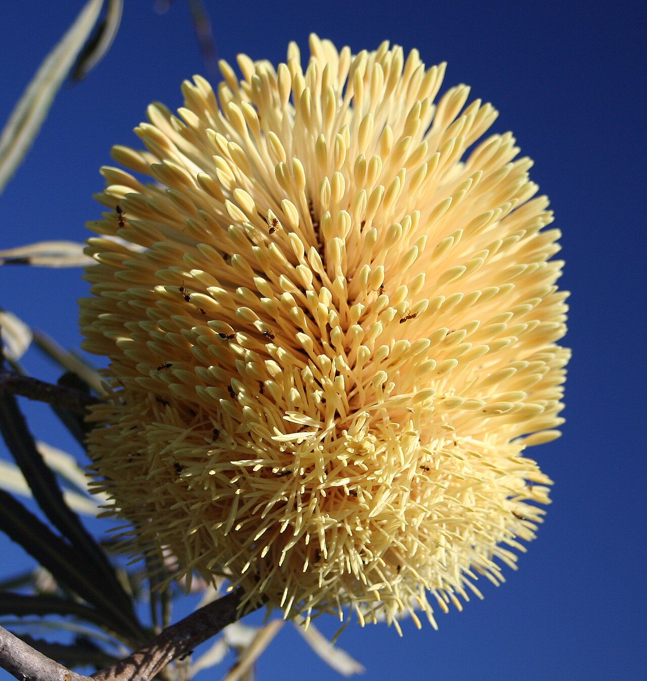 Banksia lindleyana: Banksia lindleyana inflorescence. About 1/4 flowers have opened (anthesis). Ants, known pollinators of banksias, trawl through the flowers