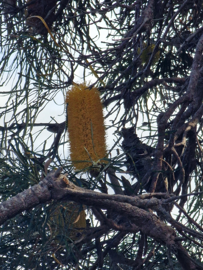 Banksia littoralis (Banksia littoralis)