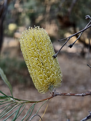 Banksia littoralis (Banksia littoralis)