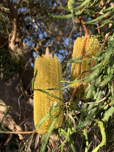 Banksia littoralis (Banksia littoralis)