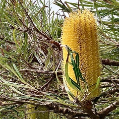 Banksia littoralis (Banksia littoralis)