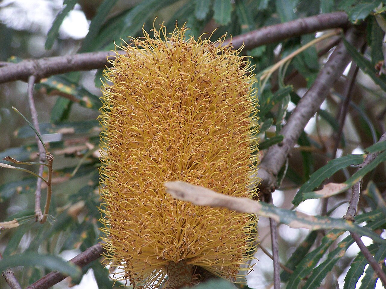 Banksia littoralis: Banksia plants, currently flowering in the Banksia garden in Kings Park Banksia littoralis Swamp Banksia