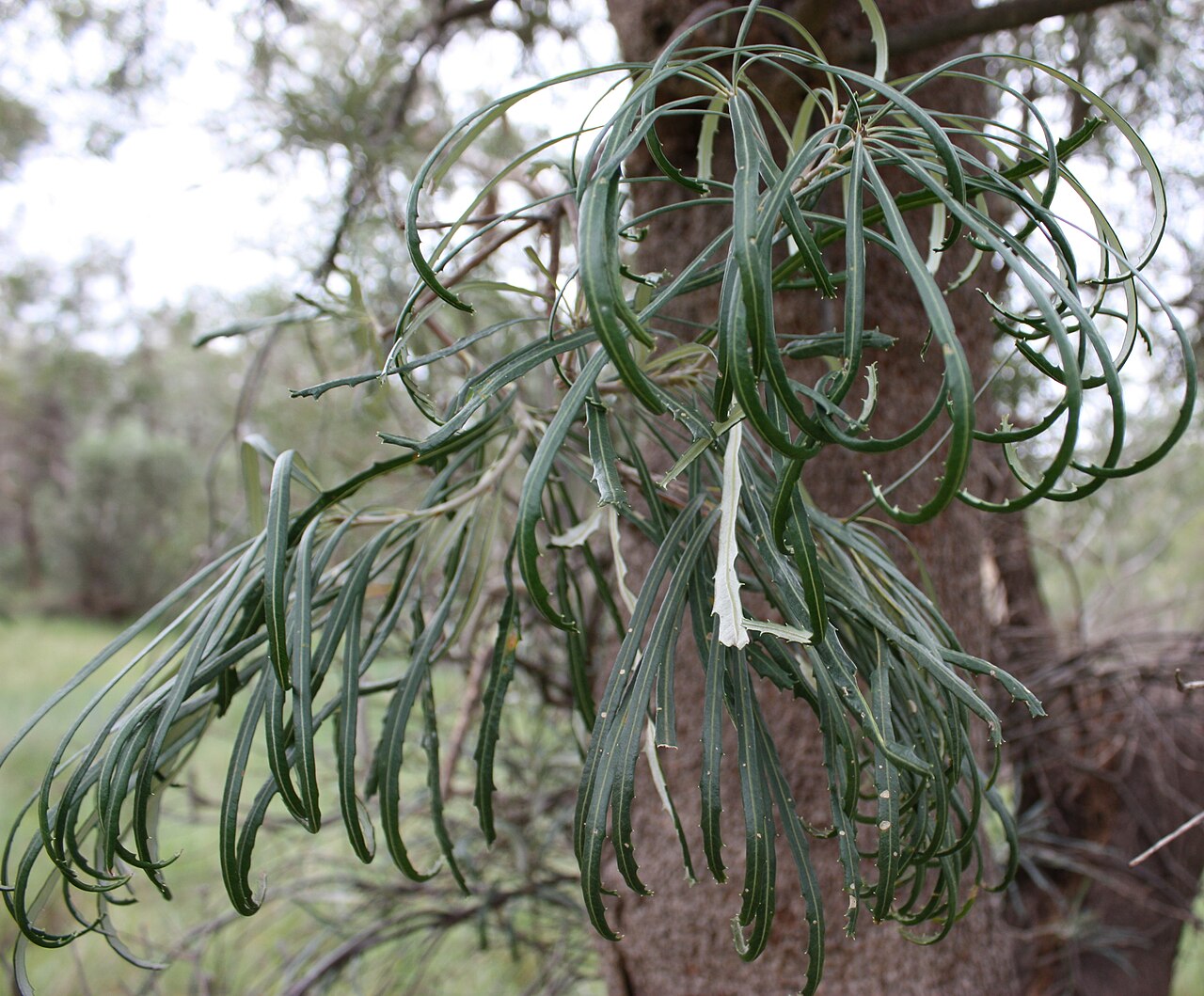 Banksia littoralis: Foliage of Banksia littoralis
