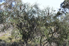Banksia littoralis (Banksia littoralis)