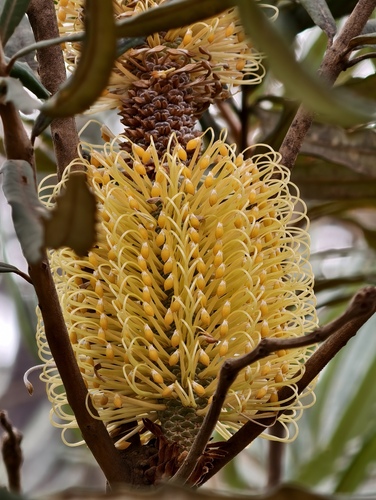 Banksia littoralis (Banksia littoralis)