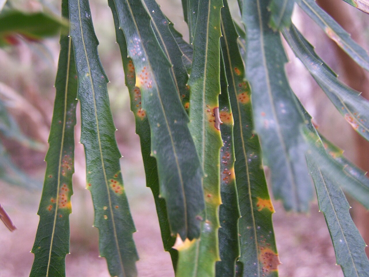 Banksia littoralis: Banksia plants, currently flowering in the Banksia garden in Kings Park diseased Banksia littoralis leaves