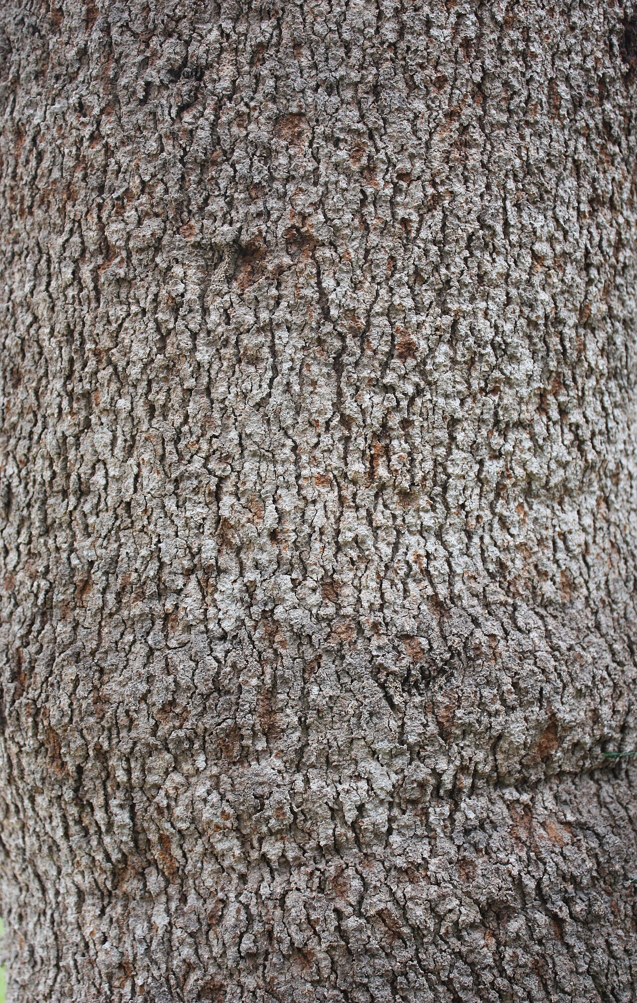 Banksia littoralis: Bark of Banksia littoralis