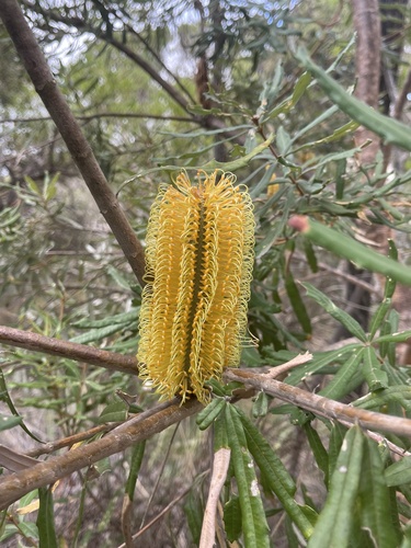 Banksia littoralis (Banksia littoralis)