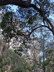 Banksia littoralis (Banksia littoralis)