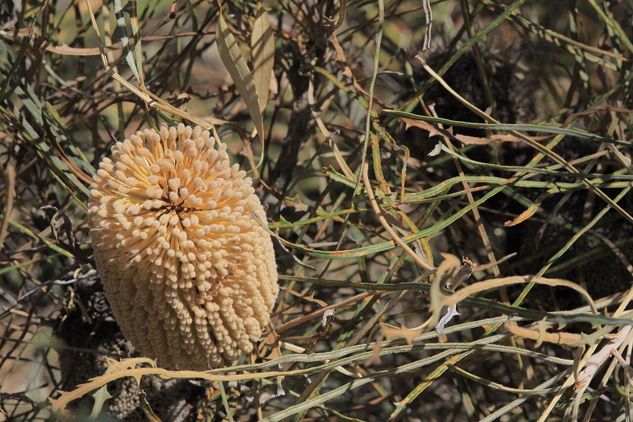 Banksia lullfitzii: Banksia lullfitzii at Hollywood Reserve, Perth