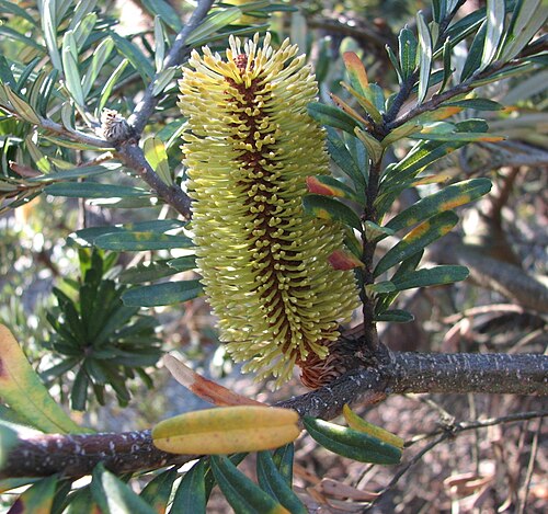 Silver banksia: Banksia marginata (cultivated, labelled) Maranoa Gardens, Balwyn, Victoria, Australia