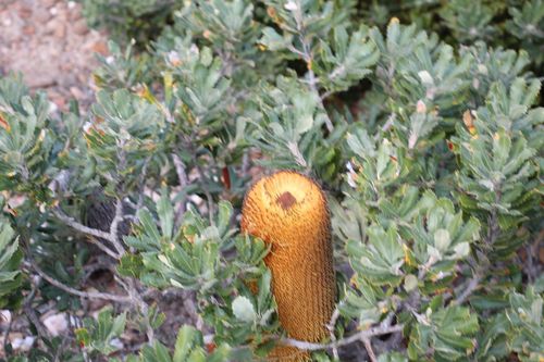 Golden stalk banksia (Banksia media)