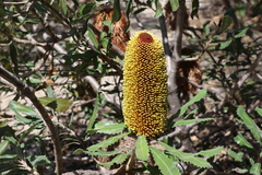 Golden stalk banksia (Banksia media)