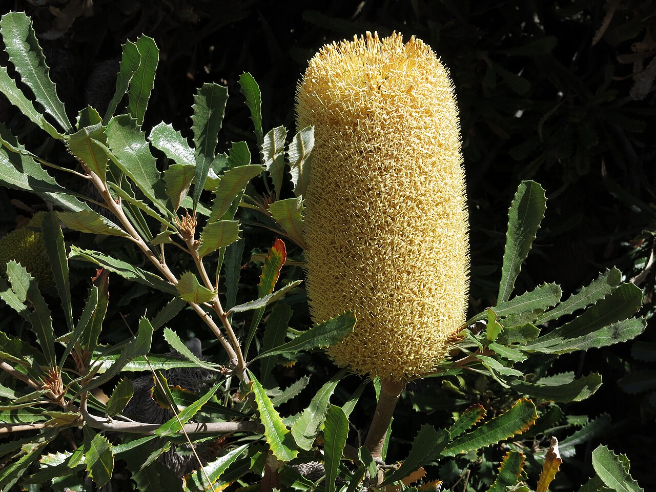 Golden stalk banksia: Banksienblüte von Banksia media, im Botanischen Garten von Santa Cruz