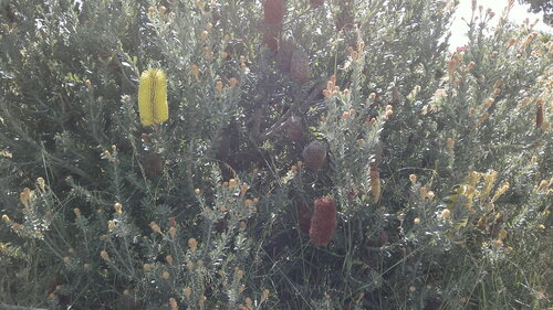 Golden stalk banksia (Banksia media)