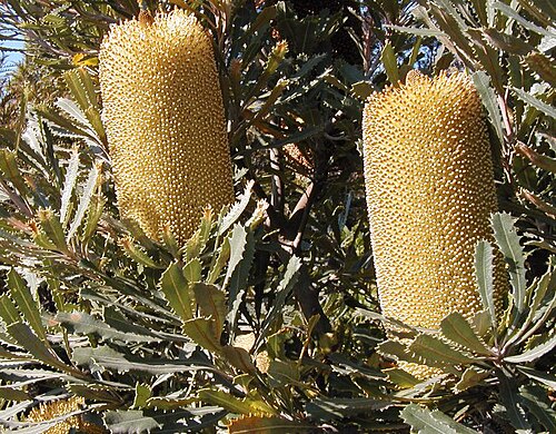 Golden stalk banksia: Banksia media inflorescences, Keilor Botanic Gardens photo - Cas Liber
