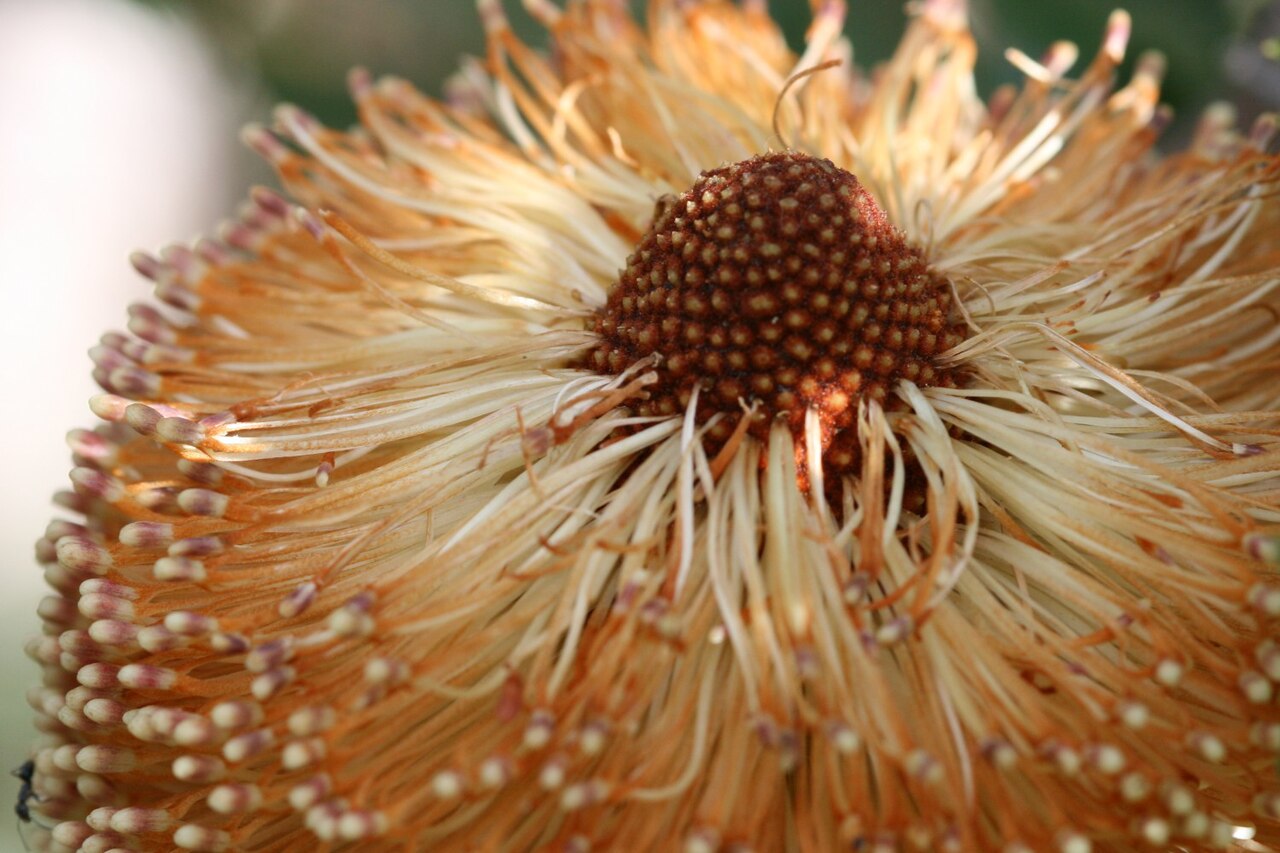 Golden stalk banksia: My MIL thought this was a pineapple when we first showed her the photograph. Closer inspection revealed its the top of a Banksia media flower.