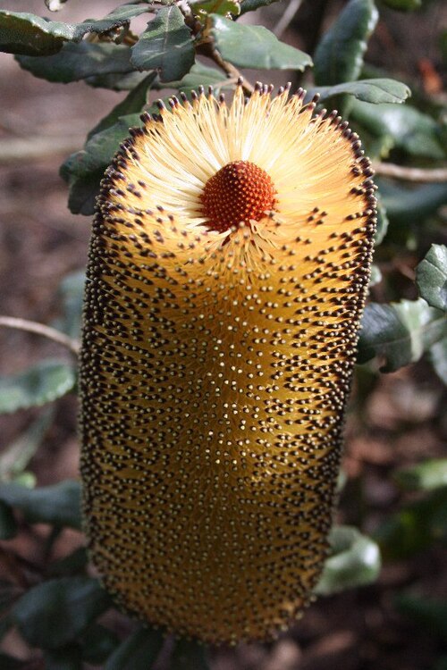 Golden stalk banksia: Banksia media, Maranoa gardens - June 2006 photo Cas Liber