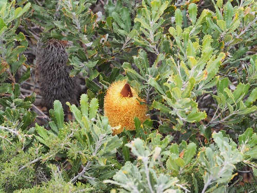 Golden stalk banksia (Banksia media)