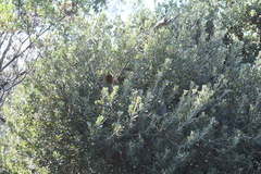 Golden stalk banksia (Banksia media)