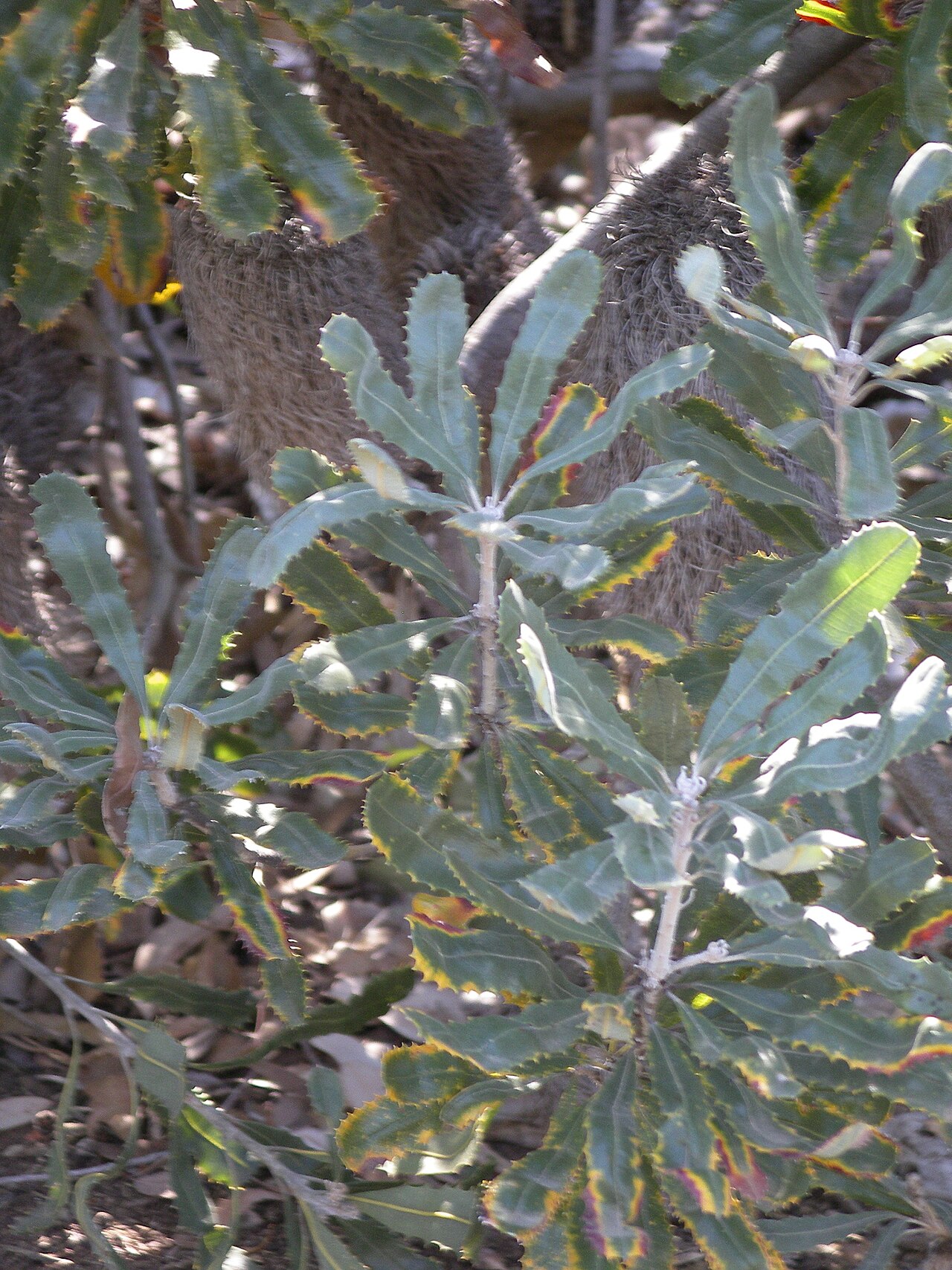 Golden stalk banksia: Banksia media