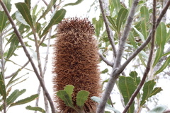 Golden stalk banksia (Banksia media)