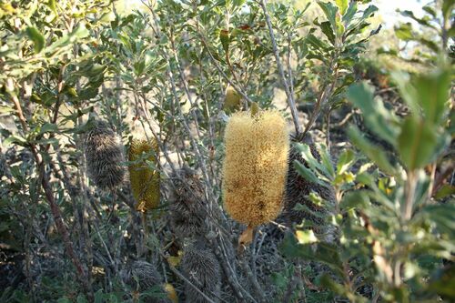Golden stalk banksia (Banksia media)