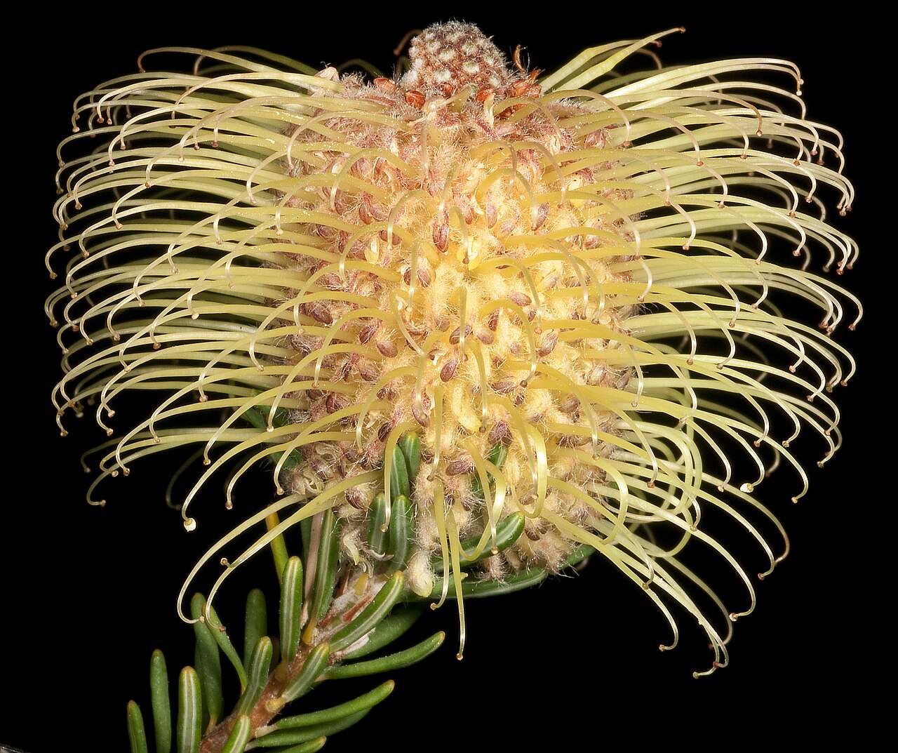 Banksia meisneri: KRT4489 Western Australian Herbarium
