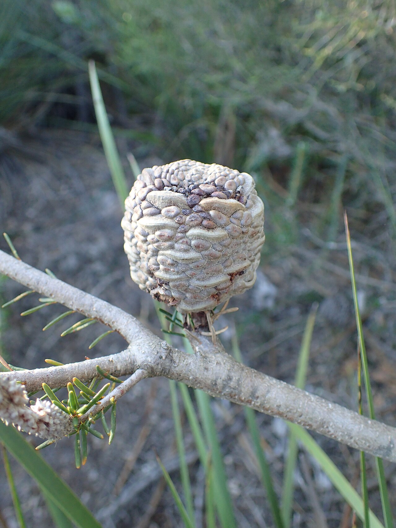 Banksia meisneri: Banksia meisneri fruit with unopened follicles