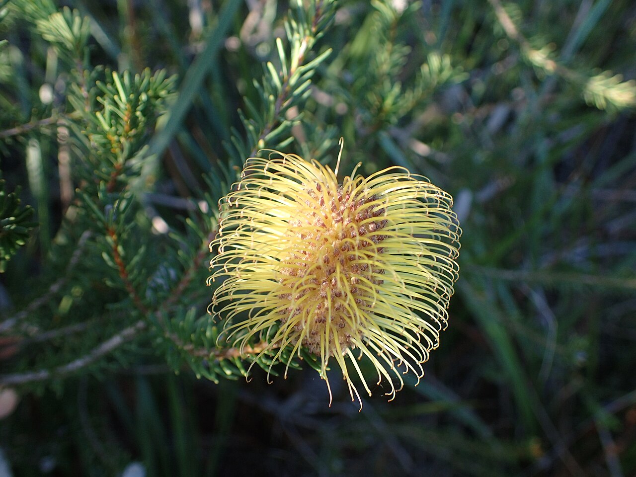 Banksia meisneri: Flower spike of Banksia meisneri growing in Helms Arboretum north of Esperance
